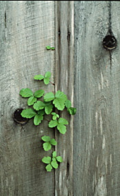 Stock Photos - Nature
